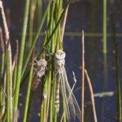 Anax papuensis (Australian Emperor) at Michelago, NSW - 20 Dec 2010 by Illilanga