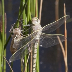 Anax papuensis at Michelago, NSW - 20 Dec 2010