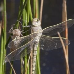 Anax papuensis at Michelago, NSW - 20 Dec 2010