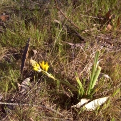 Bulbine bulbosa (Golden Lily, Bulbine Lily) at Jerrabomberra, ACT - 2 Oct 2017 by Mike