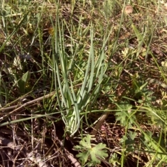 Tragopogon porrifolius subsp. porrifolius (Salsify, Oyster Plant) at Isaacs Ridge Offset Area - 2 Oct 2017 by Mike