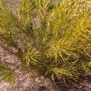 Acacia floribunda at Isaacs, ACT - 3 Oct 2017