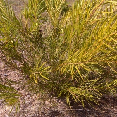 Acacia floribunda (White Sally Wattle, Gossamer Wattle) at Isaacs, ACT - 3 Oct 2017 by Mike