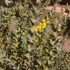 Acacia cultriformis at Isaacs, ACT - 3 Oct 2017