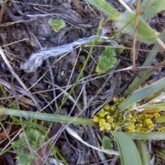 Lomandra bracteata (Small Matrush) at Isaacs, ACT - 3 Oct 2017 by Mike