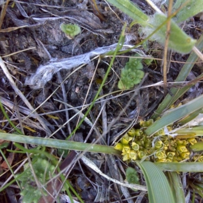 Lomandra bracteata (Small Matrush) at Isaacs, ACT - 3 Oct 2017 by Mike