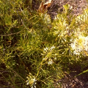 Grevillea curviloba at Isaacs, ACT - 3 Oct 2017