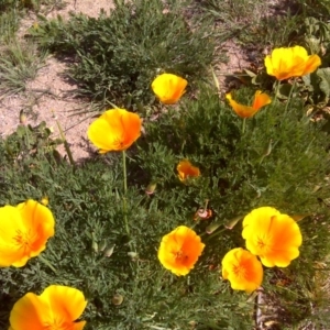 Eschscholzia californica at Stromlo, ACT - 4 Oct 2017