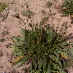 Plantago lanceolata (Ribwort Plantain, Lamb's Tongues) at Stromlo, ACT - 4 Oct 2017 by Mike