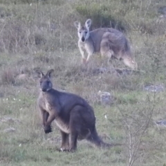 Osphranter robustus robustus (Eastern Wallaroo) at McQuoids Hill - 4 Oct 2017 by HelenCross