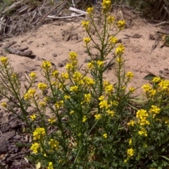 Barbarea verna (Wintercress, American Cress) at Stromlo, ACT - 4 Oct 2017 by Mike