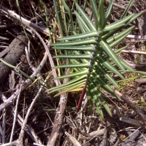 Euphorbia lathyris at Stromlo, ACT - 4 Oct 2017