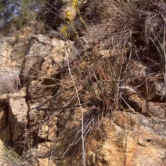 Bulbine glauca at Paddys River, ACT - 4 Oct 2017