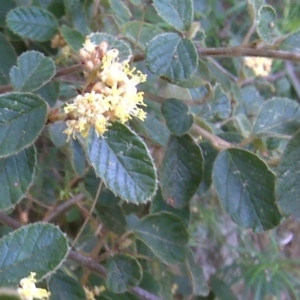 Pomaderris betulina at Paddys River, ACT - 4 Oct 2017