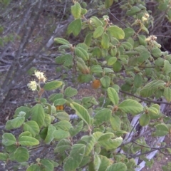 Pomaderris subcapitata at Paddys River, ACT - 4 Oct 2017 by Mike