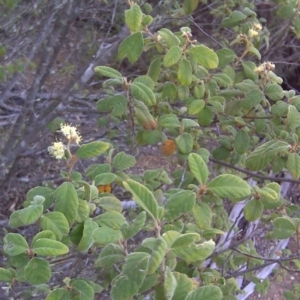 Pomaderris subcapitata at Paddys River, ACT - 4 Oct 2017 04:25 PM