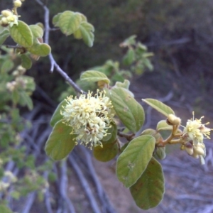 Pomaderris subcapitata at Paddys River, ACT - 4 Oct 2017