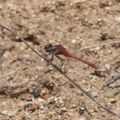 Diplacodes bipunctata (Wandering Percher) at Michelago, NSW - 26 Dec 2010 by Illilanga