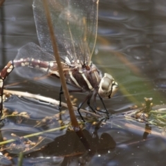 Adversaeschna brevistyla (Blue-spotted Hawker) at Michelago, NSW - 26 Dec 2010 by Illilanga