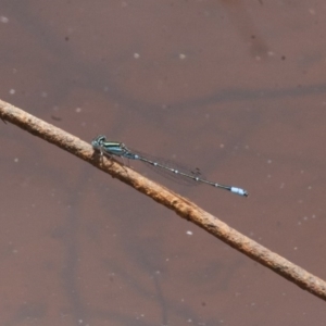 Austroagrion watsoni at Michelago, NSW - 26 Dec 2010 02:37 PM