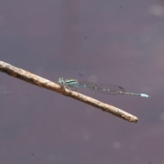 Austroagrion watsoni at Michelago, NSW - 26 Dec 2010