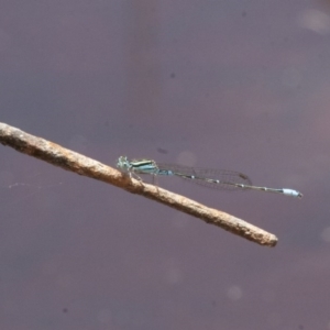 Austroagrion watsoni at Michelago, NSW - 26 Dec 2010