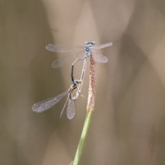 Austroagrion watsoni at Michelago, NSW - 26 Dec 2010 02:37 PM