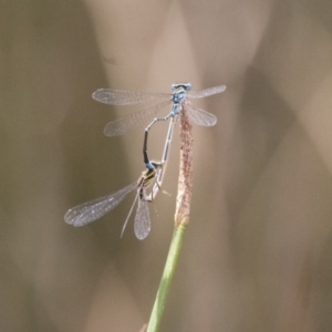 Austroagrion watsoni at Michelago, NSW - 26 Dec 2010