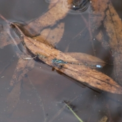 Austroagrion watsoni at Michelago, NSW - 26 Dec 2010