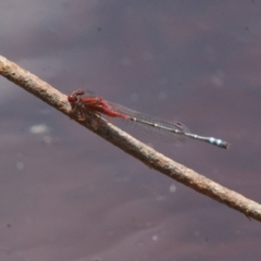 Xanthagrion erythroneurum at Michelago, NSW - 26 Dec 2010