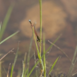 Ischnura aurora at Michelago, NSW - 28 Nov 2011