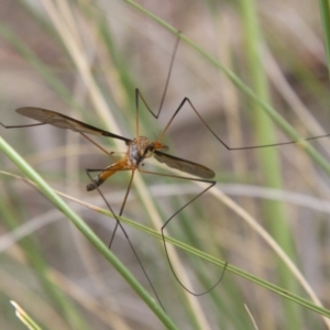 Leptotarsus (Leptotarsus) sp.(genus) at Michelago, NSW - 26 Oct 2014