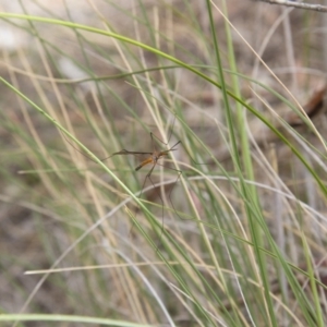 Leptotarsus (Leptotarsus) sp.(genus) at Michelago, NSW - 26 Oct 2014