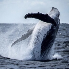 Megaptera novaeangliae (Humpback Whale) at Yambulla, NSW - 26 Sep 2017 by DaveyRogers