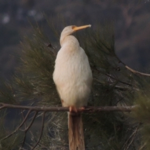 Anhinga novaehollandiae at Greenway, ACT - 4 Oct 2017