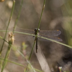 SYNTHEMISTIDAE (family) (Tigertail) at Michelago, NSW - 7 Dec 2014 by Illilanga