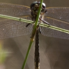 SYNTHEMISTIDAE (family) at Michelago, NSW - 7 Dec 2014