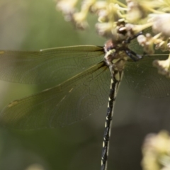 SYNTHEMISTIDAE (family) (Tigertail) at Michelago, NSW - 8 Feb 2016 by Illilanga