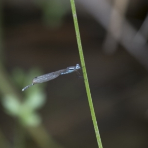 Austrolestes leda at Michelago, NSW - 5 Feb 2017 09:21 AM