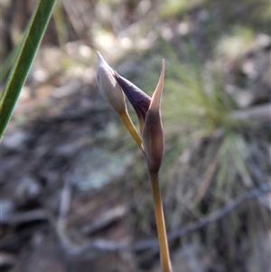 Lyperanthus suaveolens at Point 4081 - suppressed