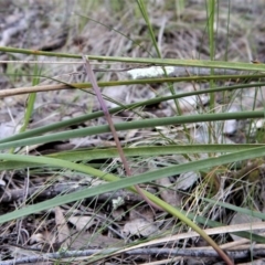 Lyperanthus suaveolens (Brown Beaks) at Aranda, ACT - 4 Oct 2017 by CathB