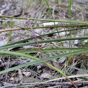 Lyperanthus suaveolens at Point 4081 - suppressed