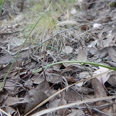 Lyperanthus suaveolens at Point 4081 - suppressed