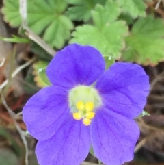 Erodium crinitum (Native Crowfoot) at Googong, NSW - 5 Oct 2017 by Wandiyali