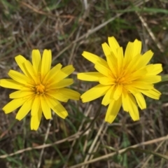 Microseris walteri (Yam Daisy, Murnong) at Jerrabomberra, NSW - 5 Oct 2017 by Wandiyali