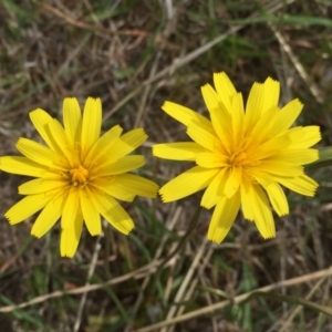 Microseris walteri at Jerrabomberra, NSW - 5 Oct 2017 12:07 PM