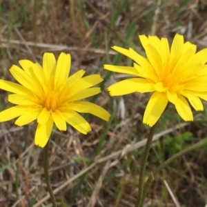 Microseris walteri at Jerrabomberra, NSW - 5 Oct 2017 12:07 PM