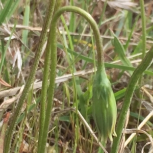 Microseris walteri at Jerrabomberra, NSW - 5 Oct 2017 12:07 PM