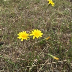 Microseris walteri at Jerrabomberra, NSW - 5 Oct 2017 12:07 PM