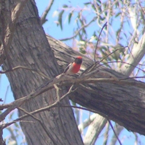 Petroica goodenovii at Belconnen, ACT - 4 Oct 2017 01:44 PM